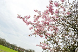 Photo 19- click for photo gallery